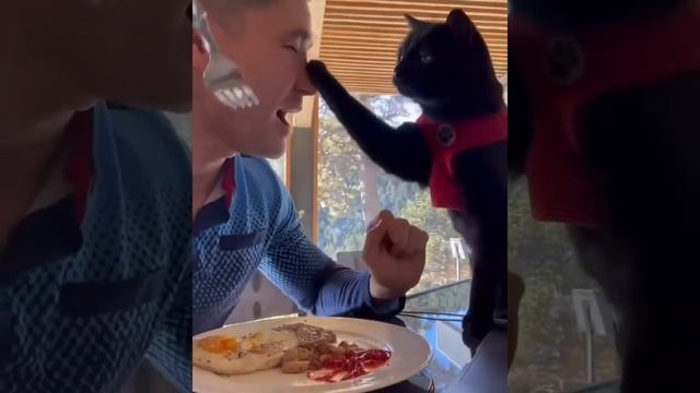 ДомашниеПитомцы
