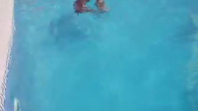 Dança de primas... na água - pug e weimaraner na piscina смотреть онлайн