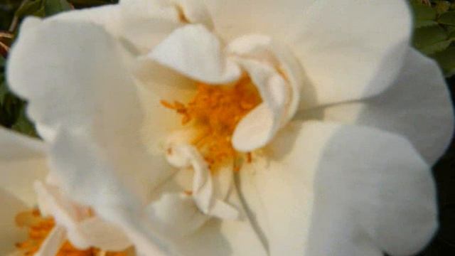 Мир дачных цветов и растений смотреть онлайн