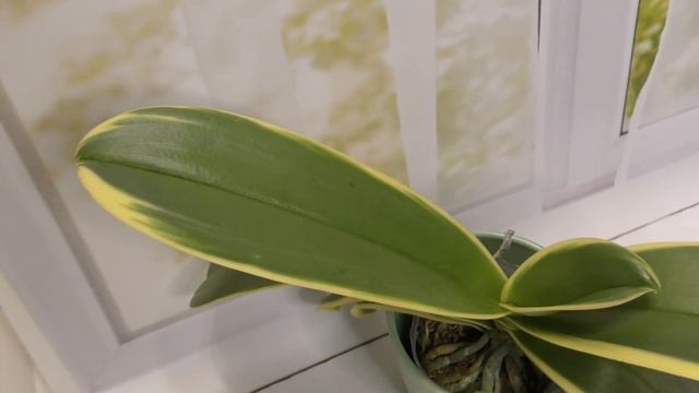 Вот это цветение! Phalaenopsis Chia E Yenlin смотреть онлайн