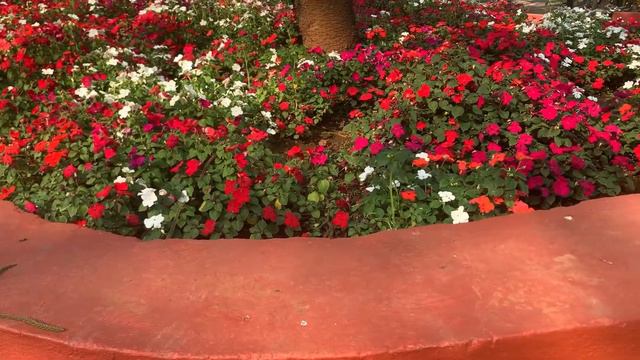 #Phlox/#Petunina/#verbina moss/Flowers of BPCL Chembur colony смотреть онлайн