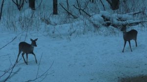 Охота на кабана в новогодние праздники. Много косуль и конечно же кабаны. Winter boar hunting!!!