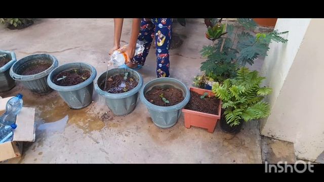 ФЕДИНА мускатная тыква смотреть онлайн