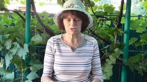 Кукурузные рыльца для похудения. Чем полезны кукурузные рыльца.