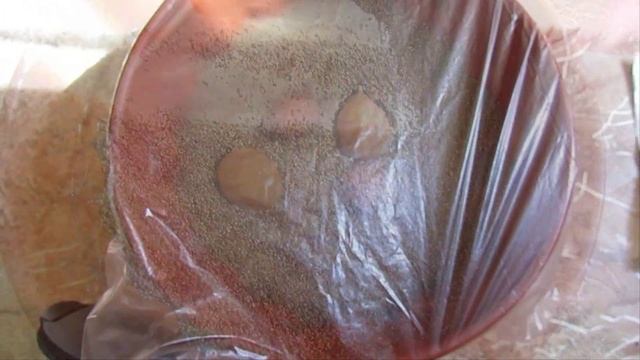 Посев семян Dioon EDULE (Саговниковая пальма) bonsai-expert.ru смотреть онлайн