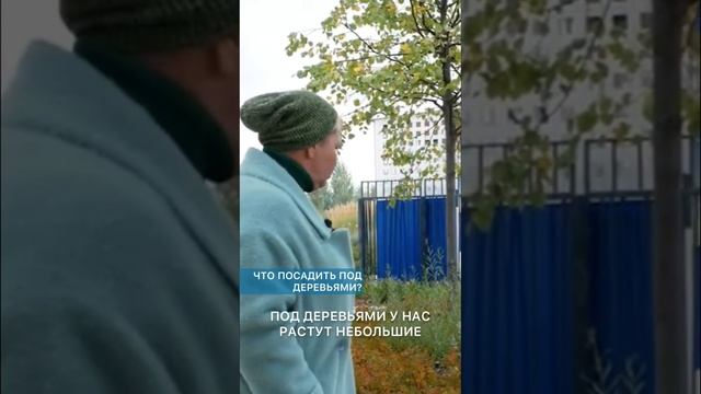 ЧТО ПОСАДИТЬ ПОД ДЕРЕВЬЯМИ??? Выбор плитка Тюмень #shorts смотреть онлайн