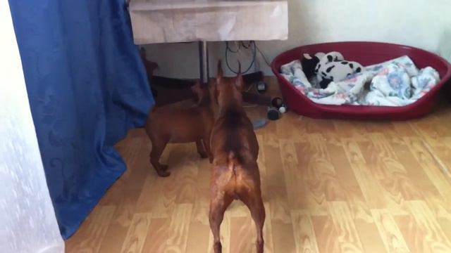 Продаются щенки цвергпинчера 89135349188 смотреть онлайн