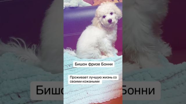 Бишон фризе Бонни