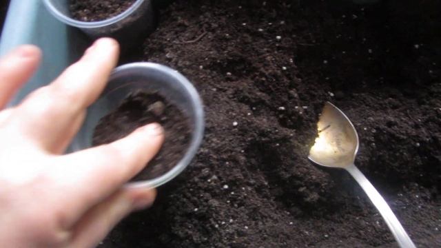 Сею перец РОКОТО на КИПЯТОЧЕК. Секреты быстрой всхожести. ВИДЫ ПЕРЦЕВ. смотреть онлайн