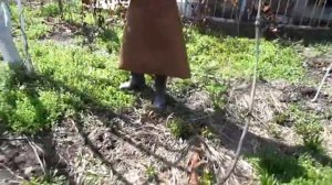 Дезинфекция деревьев