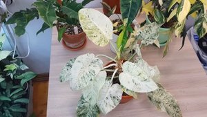 ВАРИЕГАТНЫЕ ФИЛОДЕНДРОНЫ  / ОБЗОР МОЕЙ КОЛЛЕКЦИИ