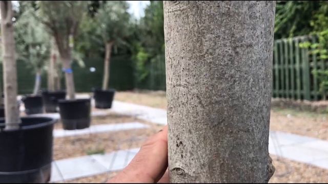 london uz 16 qism GARDENERS' WORLD смотреть онлайн