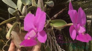 Cattleya walkeriana tipo Vida TE