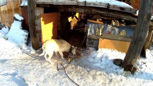 КОРМИЛ СОБАКУ 01.31.2021