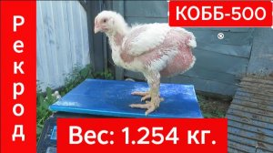 Бройлеры Кобб-500 взвешивание Вес в три недели Мой рекорд.