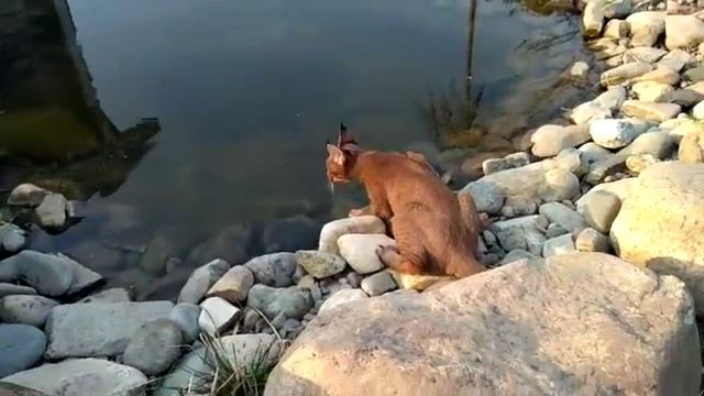 Наконец-то пришла весна! Можно снова лежать у пруда! смотреть онлайн