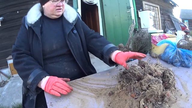 Как сохранить гладиолусы зимой смотреть онлайн