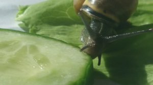 Как кусается улитка и смертелен ли её укус интересные факты про улиток