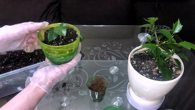 4.2.1. ГИБИСКУС МАХРОВЫЙ (ПЕРСИКОВЫЙ). ПОСАДКА УНОРЕНЕННЫХ ЧЕРЕНКОВ.