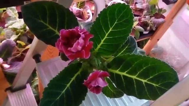 Глоасиния НП Бордо смотреть онлайн