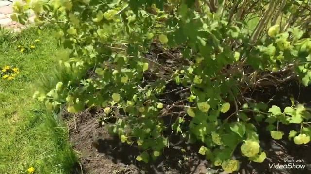 Создаю Горшечный Сад 2020! Калина Бульденеж будет цвести пышно! смотреть онлайн