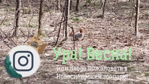 Ура! Весна! или Добро пожаловать в Новосибирский зоопарк! Инга Дмитриева-Гвоздь.mp4