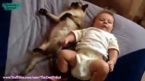 Лучшая подборка Кошки и Дети!Приколы с Детьми! Funny Videos Cats and Kids! flv