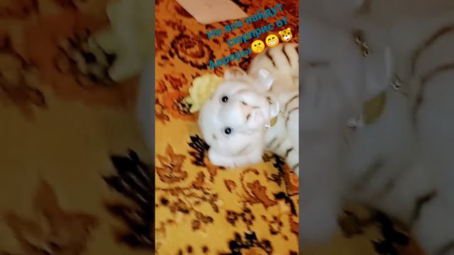 Аврора скоро со всеми вас познакомит! (про каждого будет отдельный выпуск смотреть онлайн