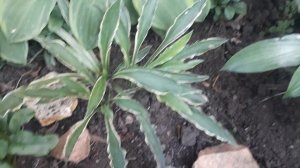 Миниатюрная  эксклюзивная хоста Татл Тэйлс ( лат. Hosta Tattle Tails)