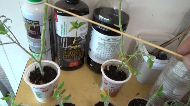 Размножение вегетативным путём редких сортов томата, и подвоя Эмперадор для прививки. смотреть онлайн