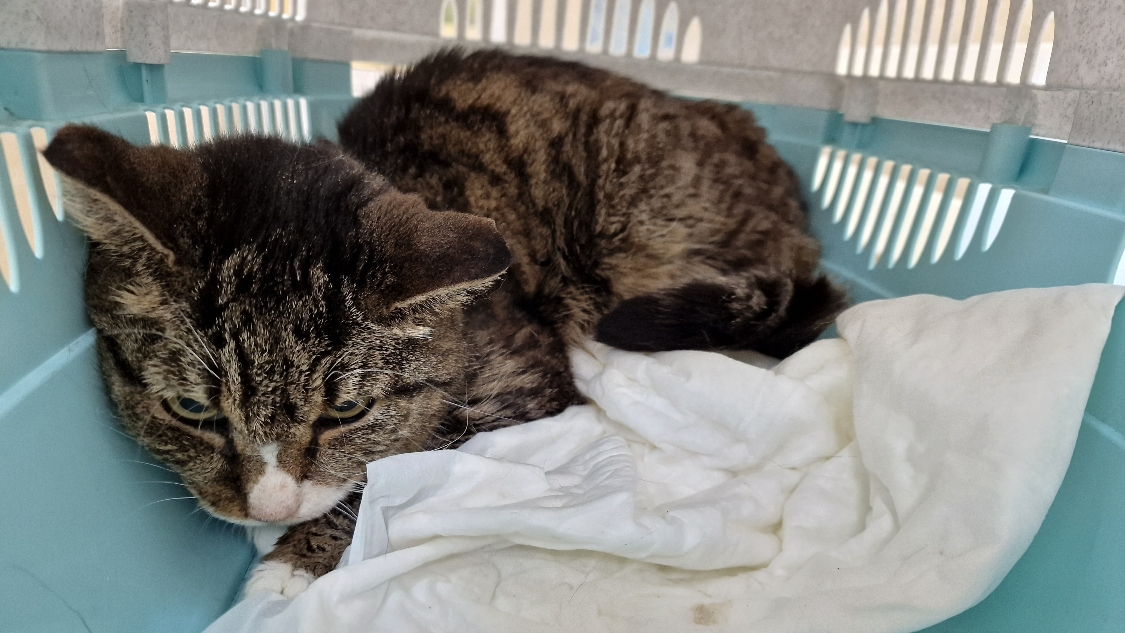 Бездомная кошка быстро худела | Ветеринары нашли причину | спасаем кошку Олесю