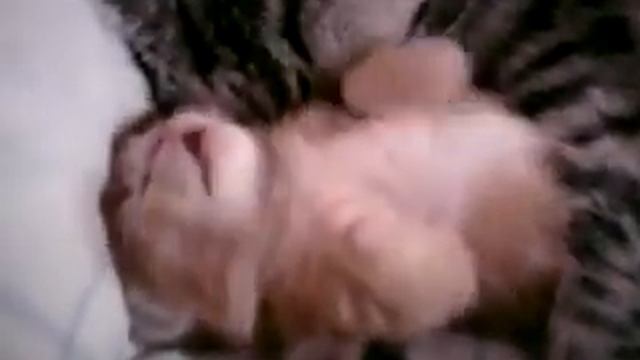 Коту снится кошмар смотреть онлайн