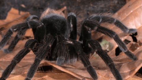 Плетут медицину: ученые заживляют швы с помощью смертоносных пауков