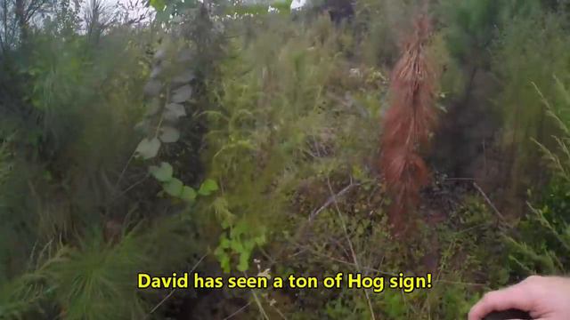 SC Deer Dog Drives 2020! Wk 3... Even the Old-Hats Miss! смотреть онлайн