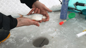 ЗИМНЯЯ рыбалка №2! Наловил мирной рыбы онлайн. Метель и вьюга не помеха.