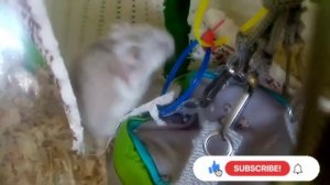 Мост - гамак для джунгарика своими руками.