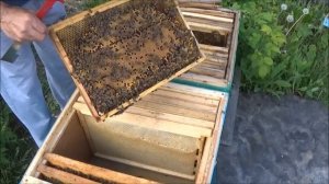 ?Расширение гнезда.?Бакфаст.?Ставлю второй корпус. ?Пчелы весной?️?️