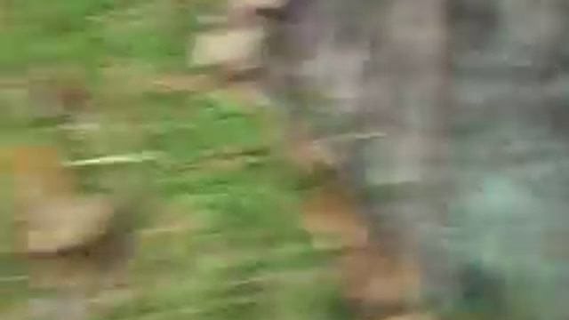 змея (уж) осенью, перед сном... смотреть онлайн