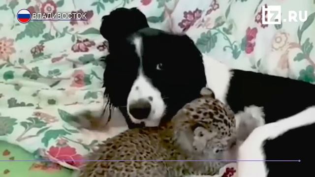 Собака «удочерила» детеныша леопарда во Владивостоке смотреть онлайн