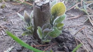 Павловния. Результат осенней посадки однолетнего саженца Павловнии. Как растет Павловния.