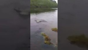 Рыбалка на реке Кола. Кольский полустров