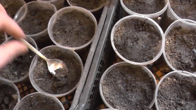 ОГУРЦЫ И КАБАЧКИ НА РАССАДУ смотреть онлайн