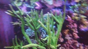 GoPro Video in 600 Gallon Coral Reef Tank. Relaxing LoFi Music