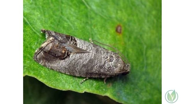 6 обработок сада от вредителей, чтобы достичь прекрасный урожай.