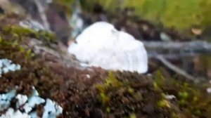 Trametes hirsuta, January 2020