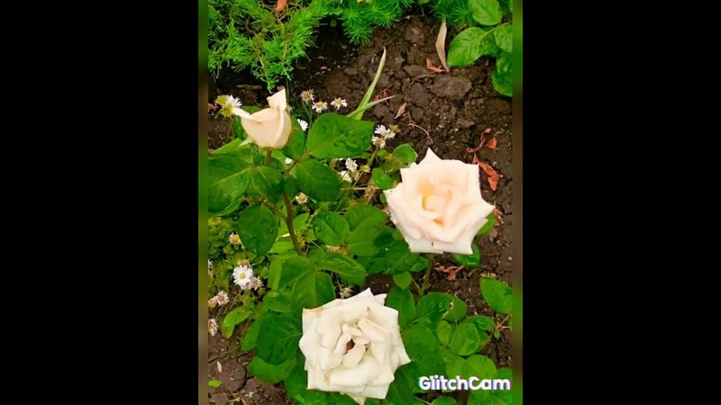 ROSES DREAMS, мечты о розах