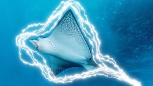 Почему скат электричеством под водой не бьет себя? Опасен ли его ток для человека?