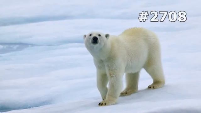 #2708. Медведи (В мире животных) смотреть онлайн