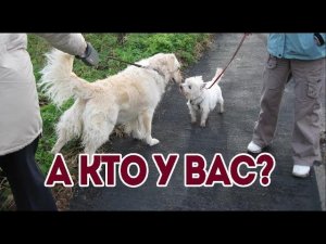 Вопросы на улице при выгуле собак. Что спрашивают у владельца собак на улице.