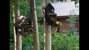 кормушка для белок